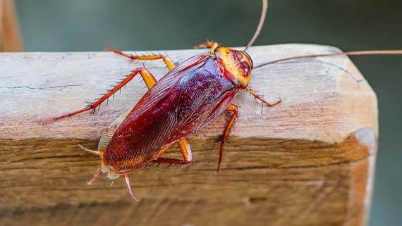 Dedetizadora de baratas