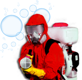 Dedetização de cupins