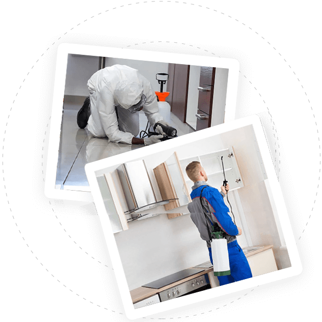 Dedetização de cupins