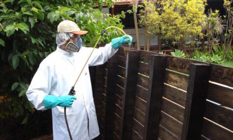 Dedetização de marimbondos