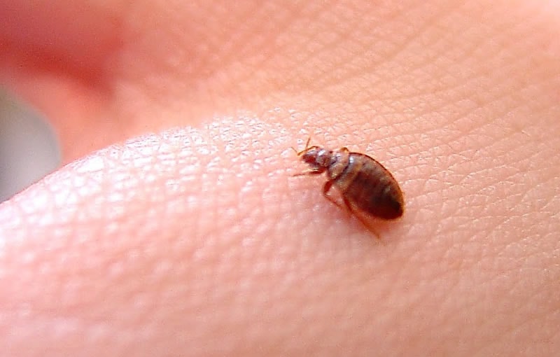 Dedetização de percevejos